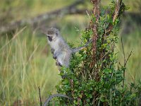 DSC3531  Vervet bleu - Chlorocebus pygerythrus