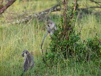 DSC3535  Vervet bleu - Chlorocebus pygerythrus