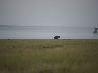 DSC3934  Éléphant au petit matin