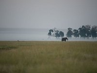 DSC3938  Éléphant au petit matin