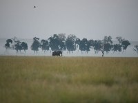 DSC3953  Éléphant au petit matin