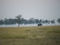 DSC3970  Éléphant au petit matin