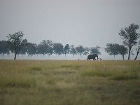 DSC3986  Éléphant au petit matin