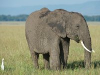 DSC4210  Éléphant de savane d'Afrique - Loxodonta africana