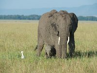 DSC4221  Éléphant de savane d'Afrique - Loxodonta africana