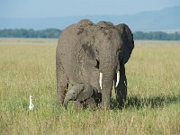 DSC4222  Éléphant de savane d'Afrique - Loxodonta africana