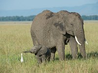 DSC4227  Éléphant de savane d'Afrique - Loxodonta africana