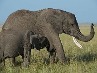DSC4237  Éléphant de savane d'Afrique - Loxodonta africana