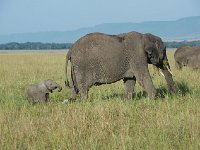 DSC4240  Éléphant de savane d'Afrique - Loxodonta africana