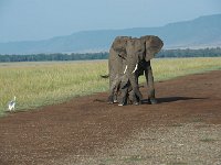 DSC4243  Éléphant de savane d'Afrique - Loxodonta africana