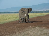 DSC4245  Éléphant de savane d'Afrique - Loxodonta africana