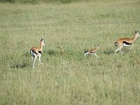 DSC4269  Gazelle de Thomson - Gazella thomsonii