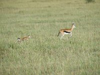 DSC4271  Gazelle de Thomson - Gazella thomsonii
