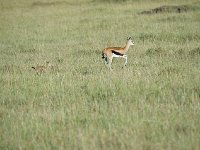 DSC4272  Gazelle de Thomson - Gazella thomsonii