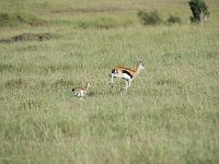 DSC4274  Gazelle de Thomson - Gazella thomsonii