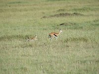 DSC4277  Gazelle de Thomson - Gazella thomsonii
