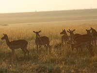 DSC4052  Impalas au petit matin