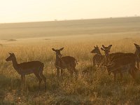 DSC4053  Impalas au petit matin