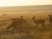 DSC4054  Impalas au petit matin