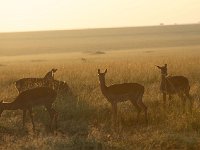 DSC4056  Impalas au petit matin