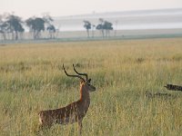 DSC4058  Impalas au petit matin