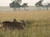 DSC4066  Impalas au petit matin