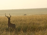DSC4069  Impalas au petit matin