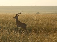DSC4071  Impalas au petit matin