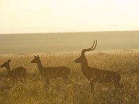DSC4078  Impalas au petit matin