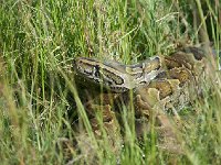 DSC4333  Python de Seba - Python sebae