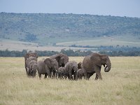 DSC5663  Eléphant de savane d'Afrique - Loxodonta africana