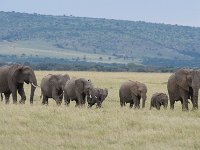 DSC5667  Eléphant de savane d'Afrique - Loxodonta africana