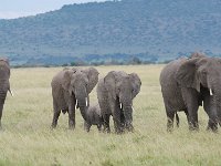 DSC5673  Eléphant de savane d'Afrique - Loxodonta africana