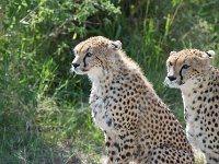 DSC5407  Guépard - Acinonyx jubatus