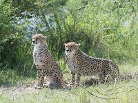 DSC5409  Guépard - Acinonyx jubatus