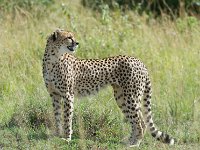 DSC5411  Guépard - Acinonyx jubatus