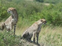 DSC5423  Guépard - Acinonyx jubatus