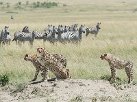 DSC5468  Guépard - Acinonyx jubatus