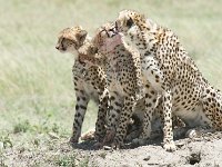 DSC5486  Guépard - Acinonyx jubatus