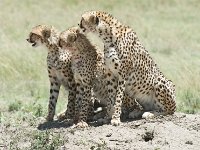 DSC5503  Guépard - Acinonyx jubatus