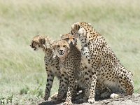 DSC5520  Guépard - Acinonyx jubatus