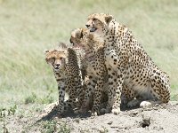 DSC5523  Guépard - Acinonyx jubatus