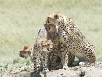 DSC5527  Guépard - Acinonyx jubatus