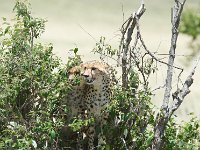 DSC5538  Guépard - Acinonyx jubatus