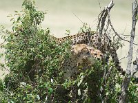 DSC5541  Guépard - Acinonyx jubatus
