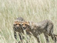 DSC5556  Guépard - Acinonyx jubatus