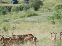DSC5389  Impala - Aepyceros melampus