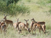 DSC5391  Impala - Aepyceros melampus