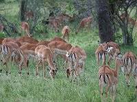 DSC5615  Impala - Aepyceros melampus