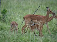DSC5630  Impala - Aepyceros melampus